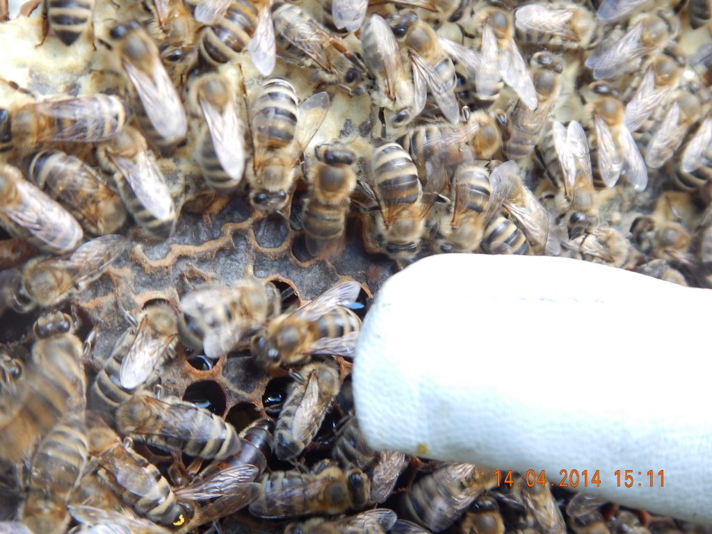 Das Bienenvolk